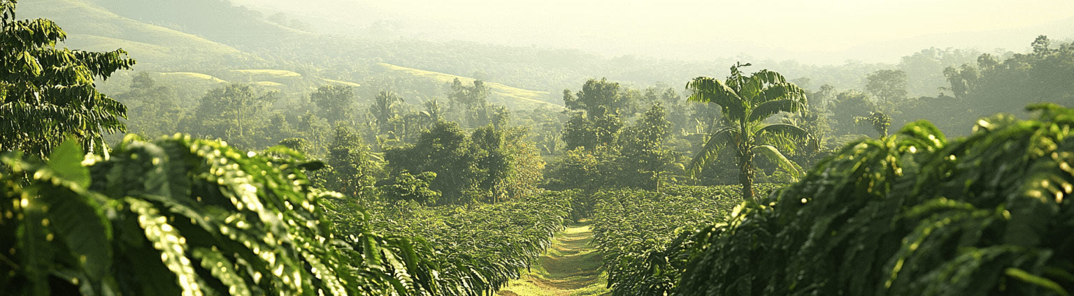A row of coffee plants in a Kenyan coffee farm