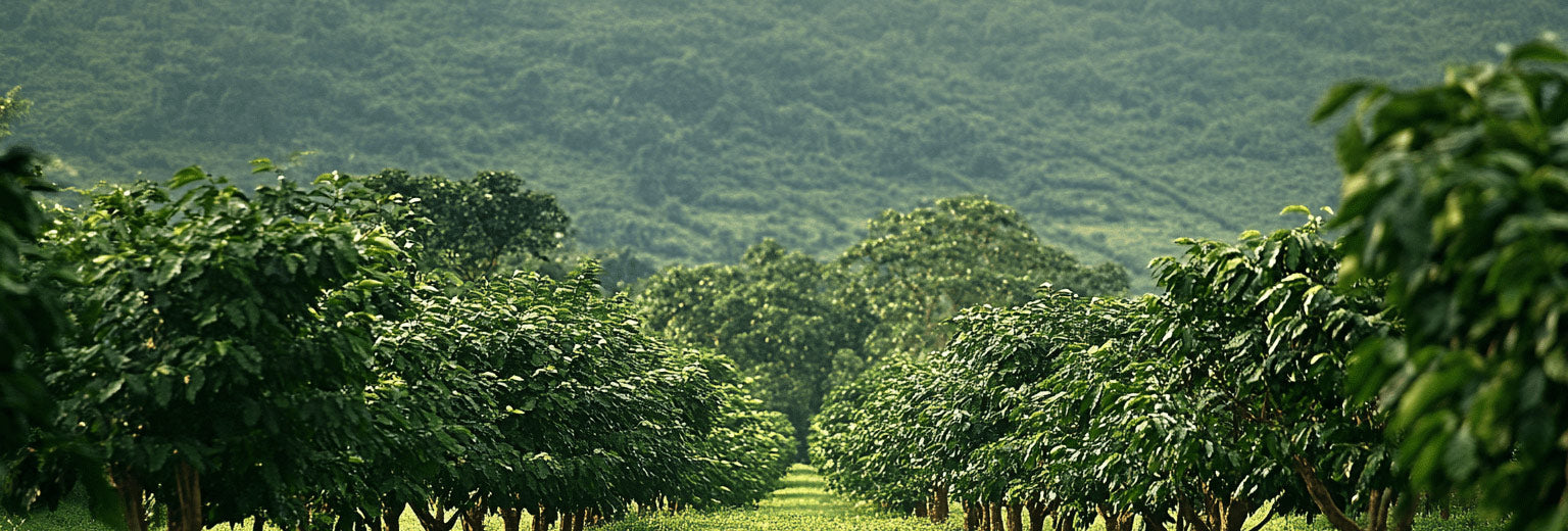 Row of coffee trees in a Ugandan coffee farm