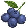 Blueberry