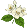 Jasmine