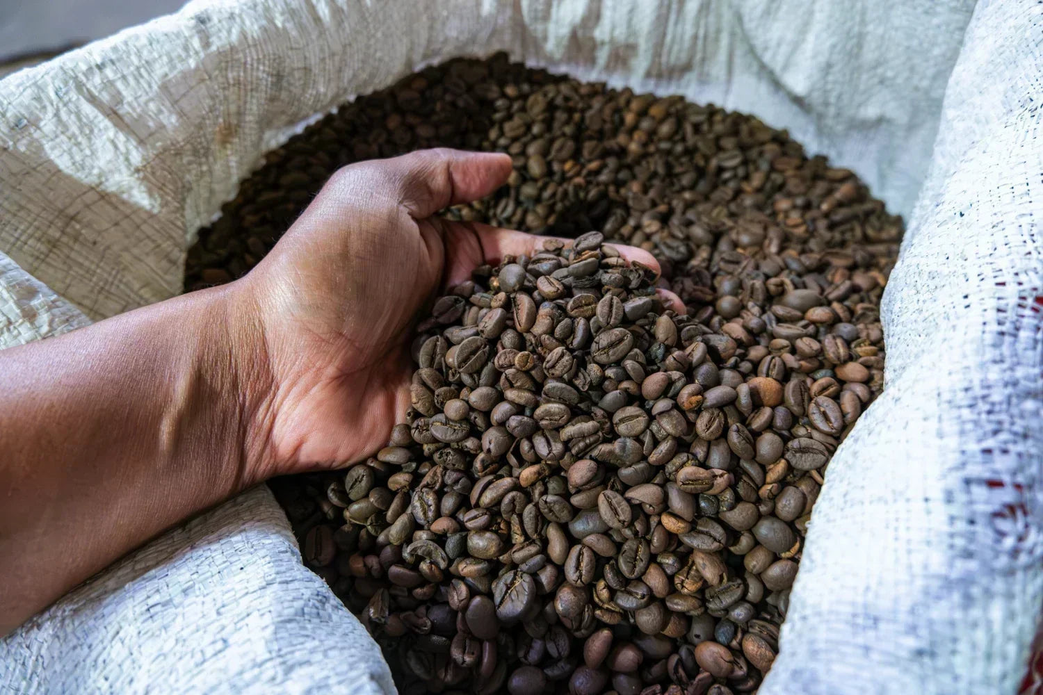 A person holding a handful of freshly roasted coffee beans from a bulk coffee bag