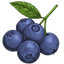 Blueberry
