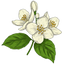 Jasmine